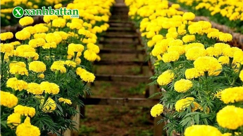 Lưu ý cách trồng Vạn thọ Tết đạt hiệu quả tối ưu