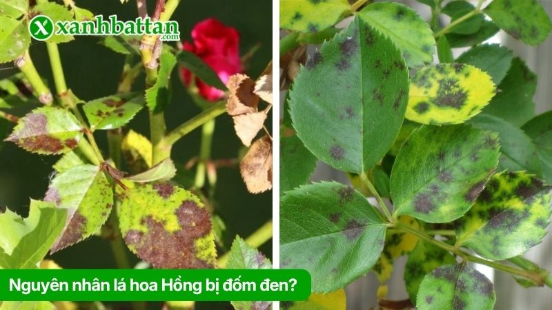 Nguyên nhân lá hoa Hồng bị đốm đen?