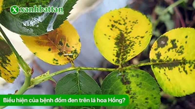 Biểu hiện của bệnh đốm đen trên lá hoa Hồng?