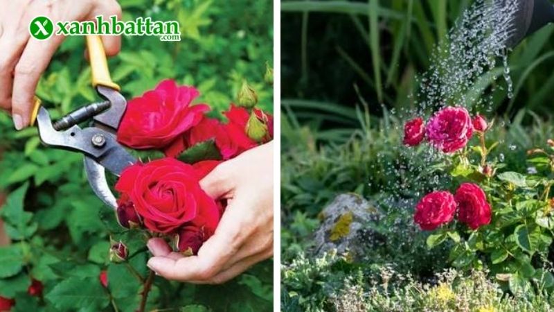Cách trị bệnh đốm đen trên lá hoa Hồng hiệu quả