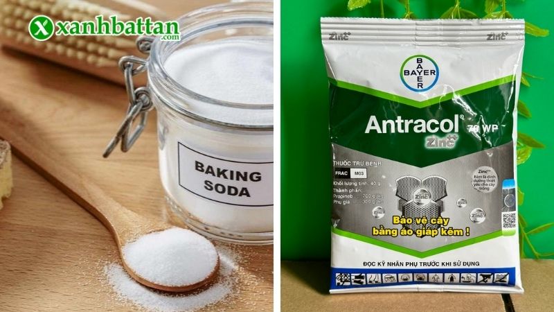 Cách trị bệnh đốm đen trên lá hoa Hồng hiệu quả