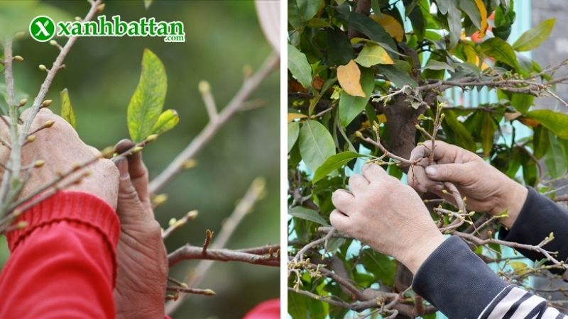 Tại sao phải biết cách lặt lá Mai vào dịp Tết?