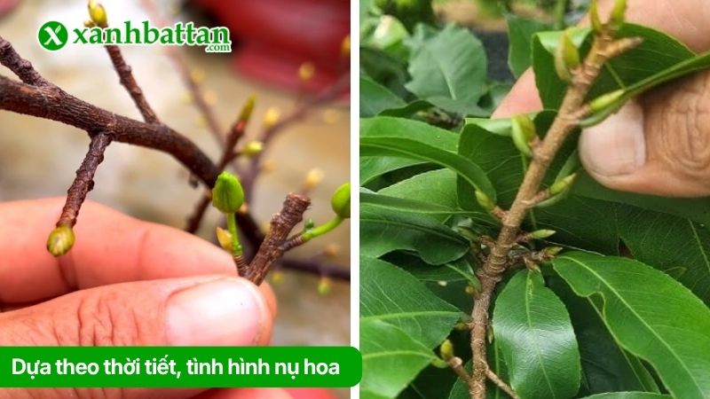 Dựa theo thời tiết, tình hình nụ hoa