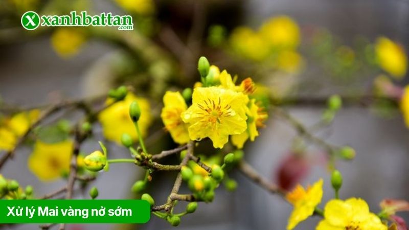 Kỹ thuật xử lý Mai vàng nở sớm