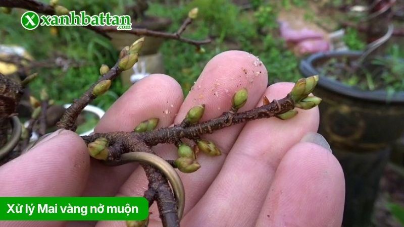 Kỹ thuật xử lý Mai vàng nở muộn