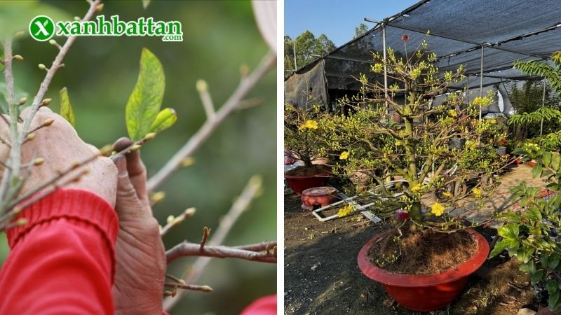 Lưu ý cách chăm sóc Mai vàng trước, sau khi lặt lá