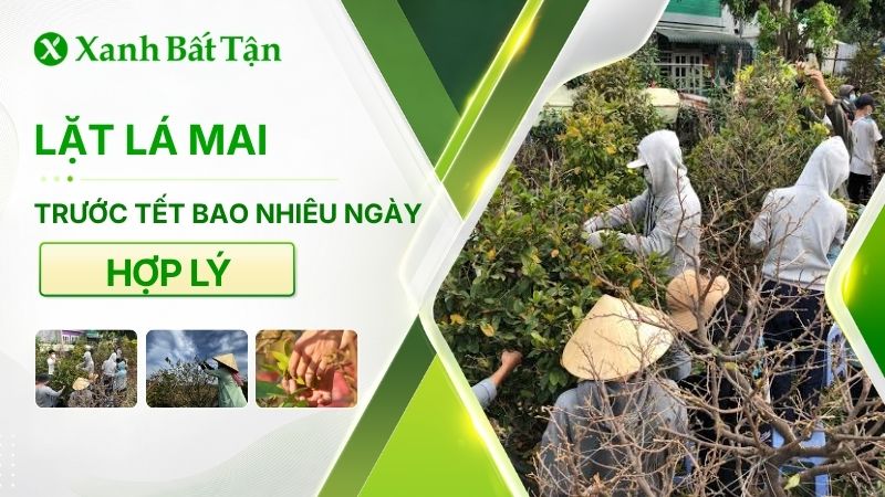 Lặt lá Mai trước tết bao nhiêu ngày để Mai nở rực
