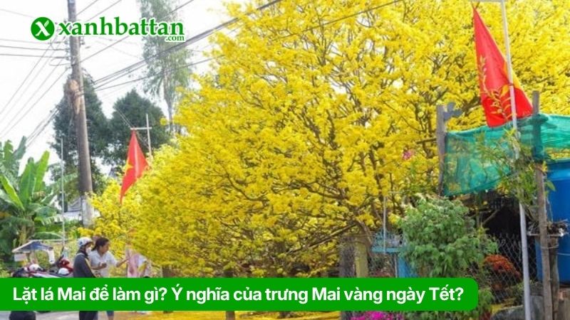 Lặt lá Mai để làm gì? Ý nghĩa của trưng Mai vàng ngày Tết?