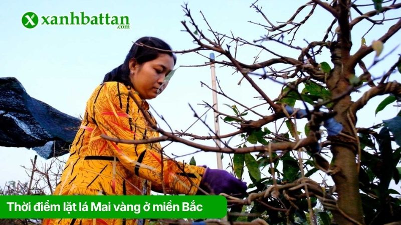 Thời điểm lặt lá Mai vàng ở miền Bắc