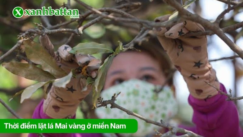 Thời gian lặt lá Mai vàng ở miền Nam