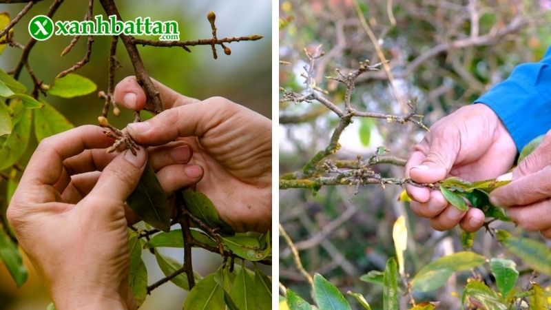 Hướng dẫn cách lặt lá Mai vàng đúng kỹ thuật