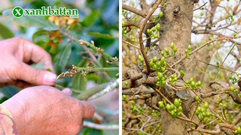 Lưu ý cách chăm sóc Mai vàng trước, sau khi lặt lá
