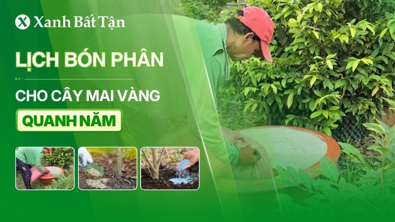 Lịch bón phân cho cây Mai vàng quanh năm