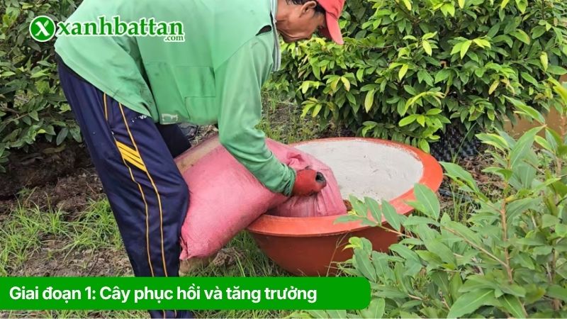 Giai đoạn 1: Cây phục hồi và tăng trưởng (từ tháng 1 - tháng 6 âm lịch)