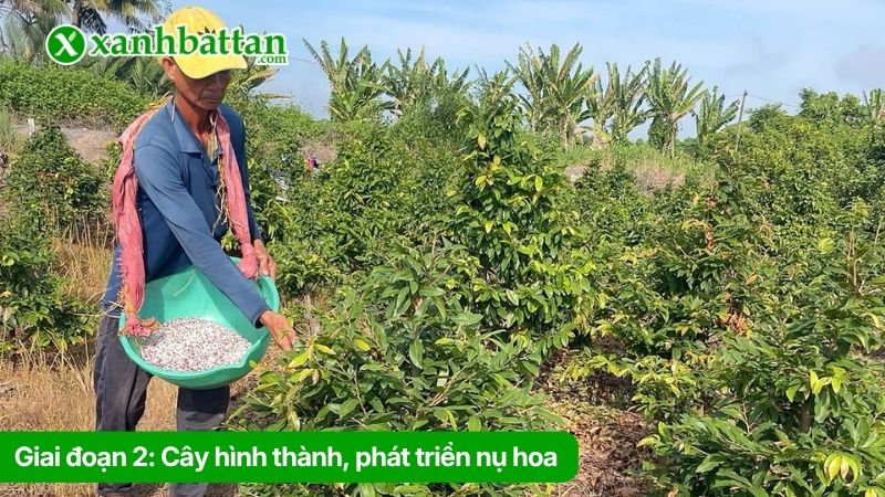Giai đoạn 2: Cây hình thành, phát triển nụ hoa (từ tháng 7 - tháng 10 âm lịch)