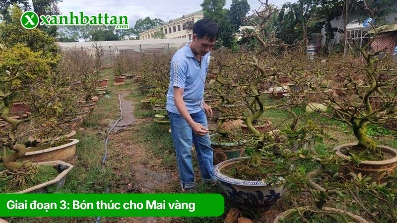 Giai đoạn 3: Bón thúc cho Mai vàng (từ tháng 10 - cuối tháng 11 âm lịch)