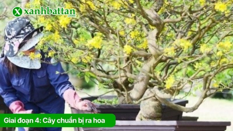 Giai đoạn 4: Cây chuẩn bị ra hoa (Đầu tháng chạp âm lịch)