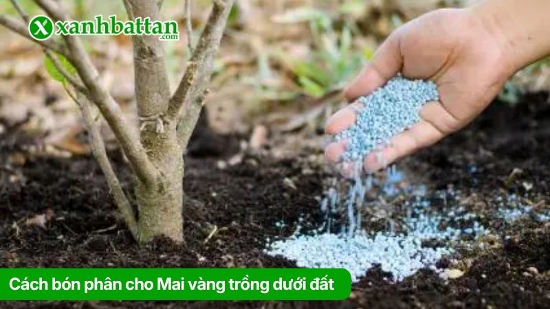 Cách bón phân cho Mai vàng trồng dưới đất