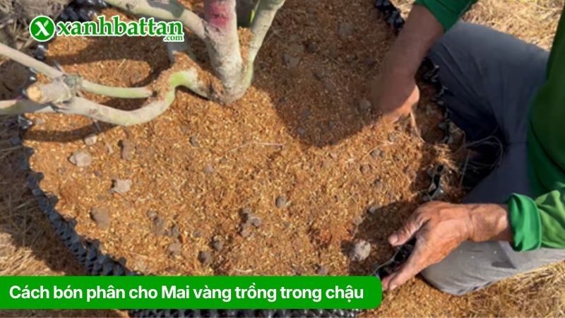 Cách bón phân cho Mai vàng trồng trong chậu