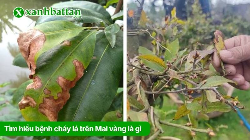 Tìm hiểu bệnh cháy lá trên Mai vàng là gì