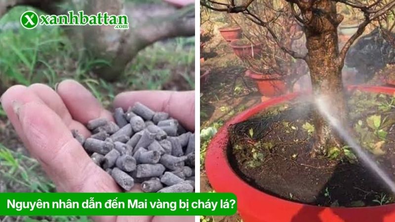 Nguyên nhân dẫn đến Mai vàng bị cháy lá?