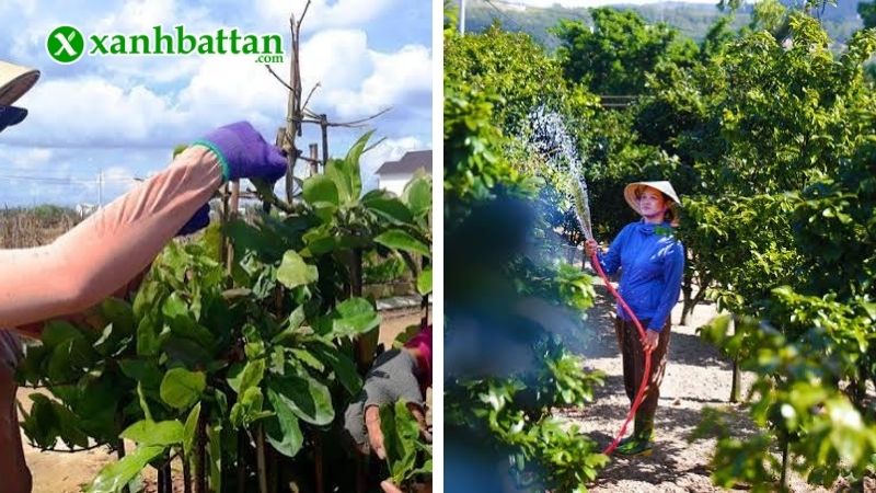Cách phòng, điều trị bệnh cháy lá trên Mai vàng