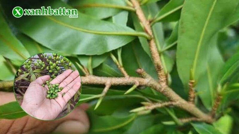 Tìm hiểu nguyên nhân Mai vàng bị rụng nụ