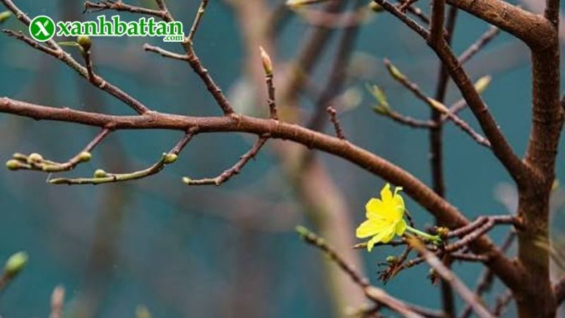Thời tiết thay đổi làm Mai rụng nụ
