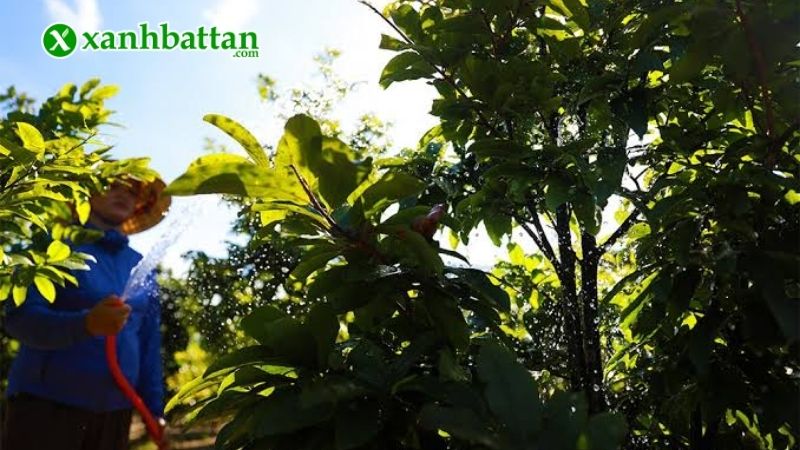Hướng dẫn cách chăm sóc Mai vàng không bị rụng nụ