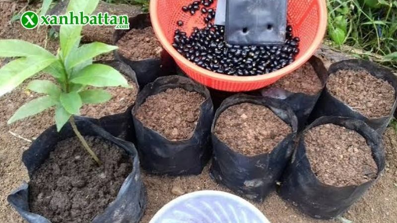 Bón phân cho Mai vàng đúng từng giai đoạn sinh trưởng