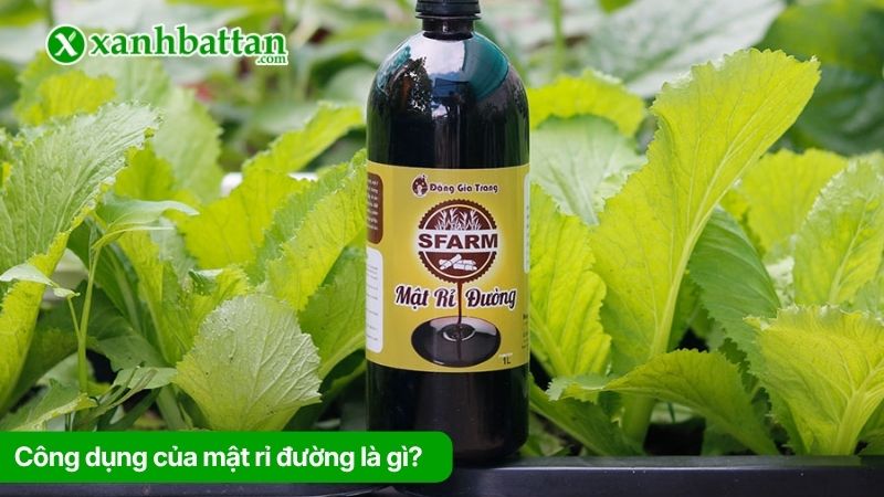 Công dụng của mật rỉ đường