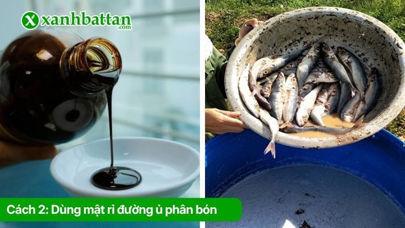 Cách 2: Dùng mật rỉ đường ủ phân bón