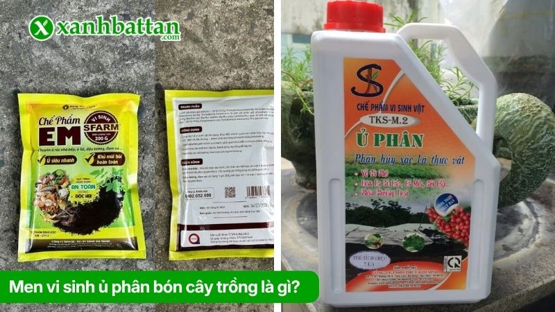 Men vi sinh ủ phân bón cây trồng là gì?