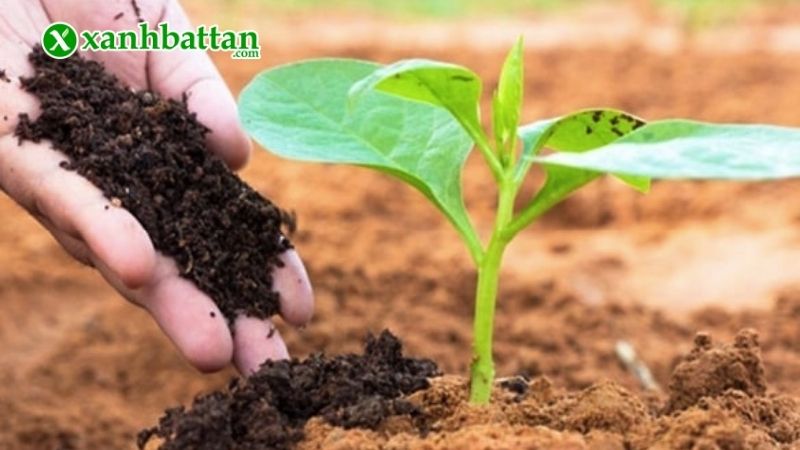 Ứng dụng mô hình ủ phân hữu cơ tại nhà, trường học và khu dân cư