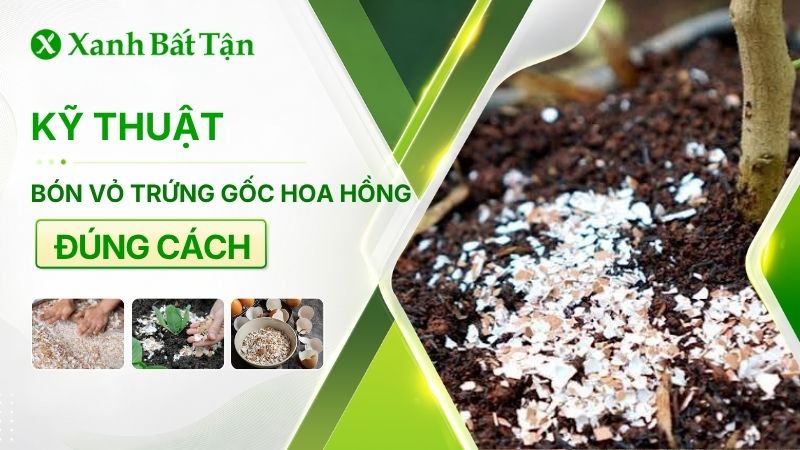 Mẹo hay cách bón trứng cho hoa Hồng không phải ai cũng biết