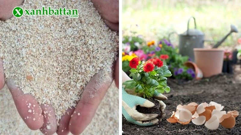 Cách 1: Nghiền vỏ trứng bón cho hoa Hồng