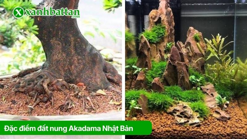 Tìm hiểu đặc điểm đất nung Akadama Nhật Bản là gì?