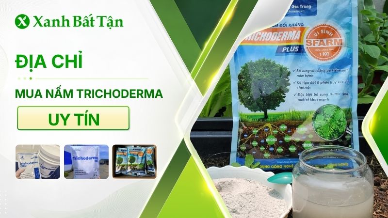 Mua nấm Trichoderma ở đâu uy tín, chất lượng