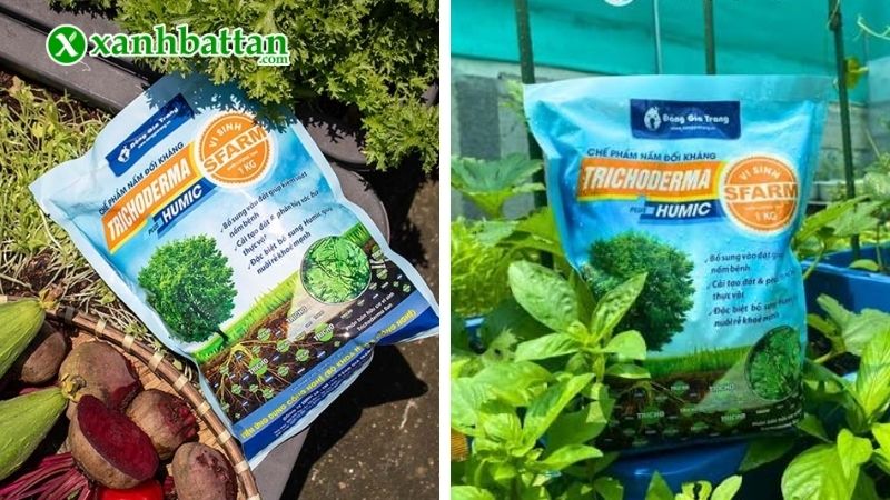Nấm Trichoderma là gì? Công dụng chính