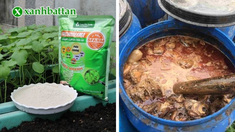 Cách sử dụng nấm Trichoderma để ủ rác thải, phân hữu cơ