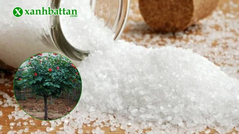 Công dụng của muối Epsom đối với hoa Hồng?