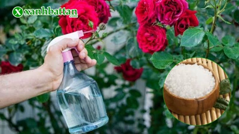 Cách sử dụng muối Epsom kích Hồng ra nhiều chồi, hoa