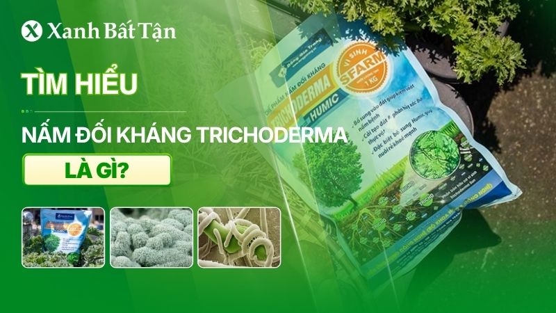 Tìm hiểu nấm đối kháng Trichoderma có tác dụng gì?