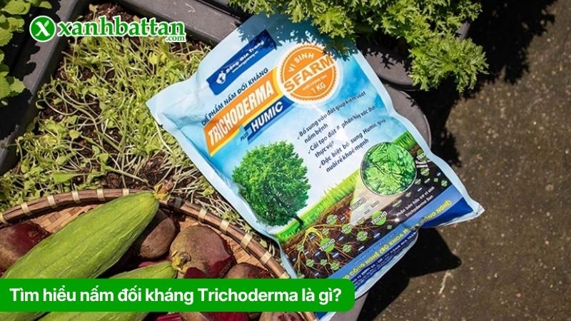 Tìm hiểu nấm đối kháng Trichoderma là gì?