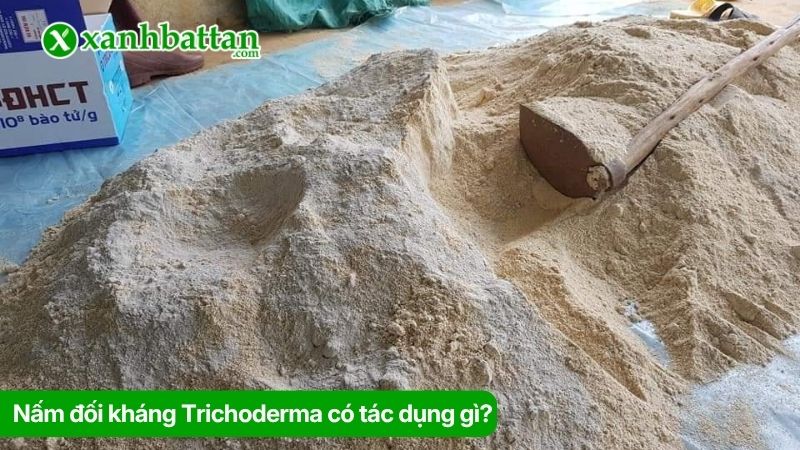 Nấm đối kháng Trichoderma có tác dụng gì?