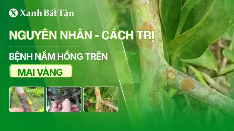 Nấm hồng trên cây Mai là gì? Tìm hiểu nguyên nhân và cách trị dứt điểm