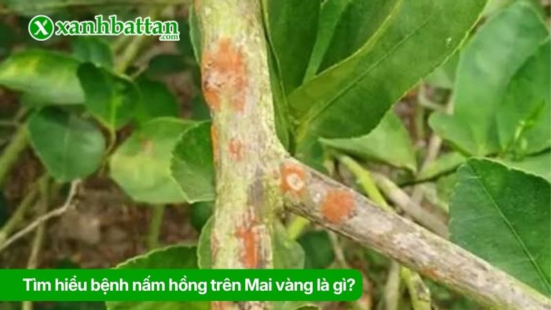 Tìm hiểu bệnh nấm hồng trên Mai vàng là gì?