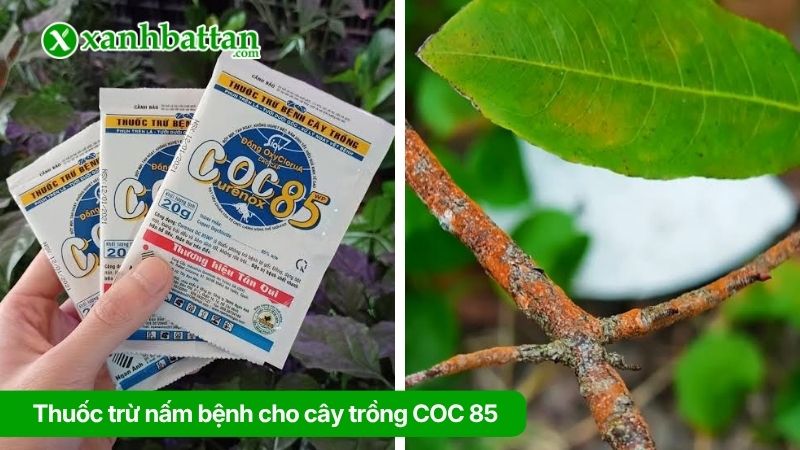 Thuốc trừ nấm bệnh cho cây trồng COC 85