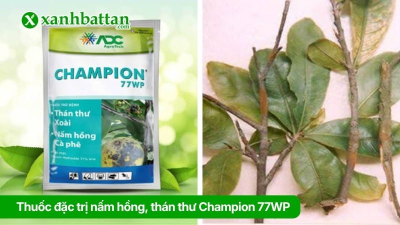 Thuốc đặc trị nấm hồng, thán thư Champion 77WP