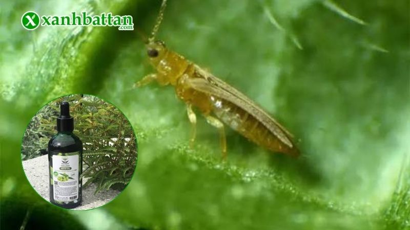 Cách sử dụng Neem Oil trừ bọ trĩ đúng